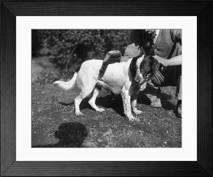 Framed Print : Dog being Groomed Framed Print : Dog being Groomed