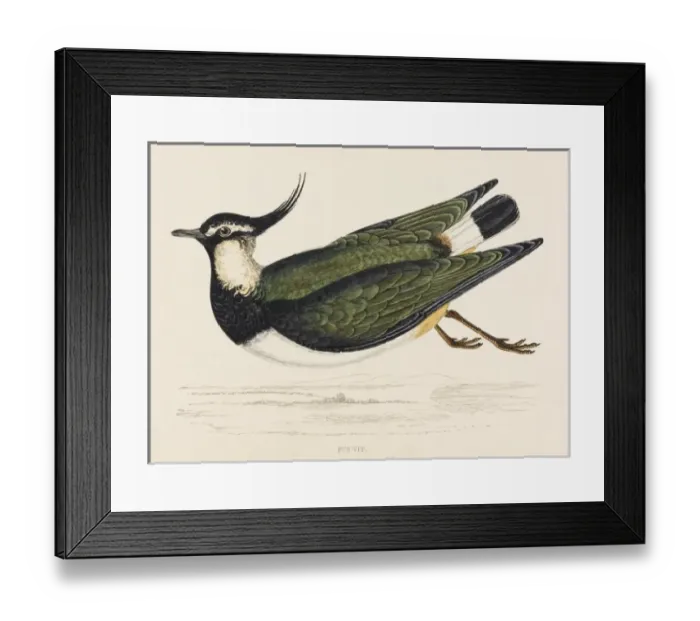 Framed Print : Lapwing (Peewit) Morris Framed Print : Lapwing (Peewit) Morris