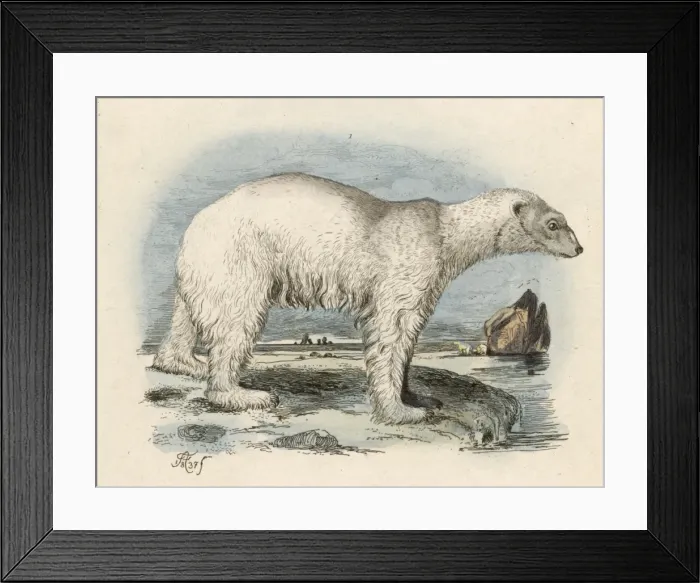 Framed Print : Polar Bear / Fries / 1837 Framed Print : Polar Bear / Fries / 1837