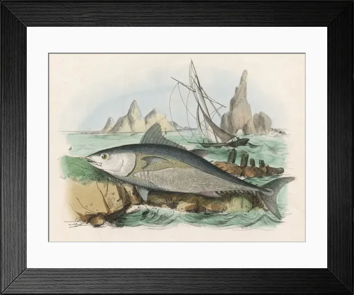 Framed Print : Tuna Fish / Fries / 1838 Framed Print : Tuna Fish / Fries / 1838