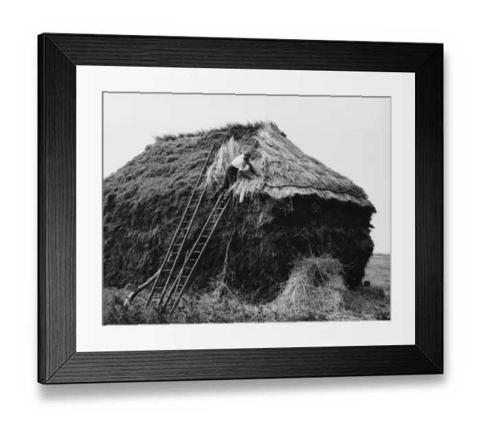 Framed Print : Thatching a Rick / 1930S Framed Print : Thatching a Rick / 1930S
