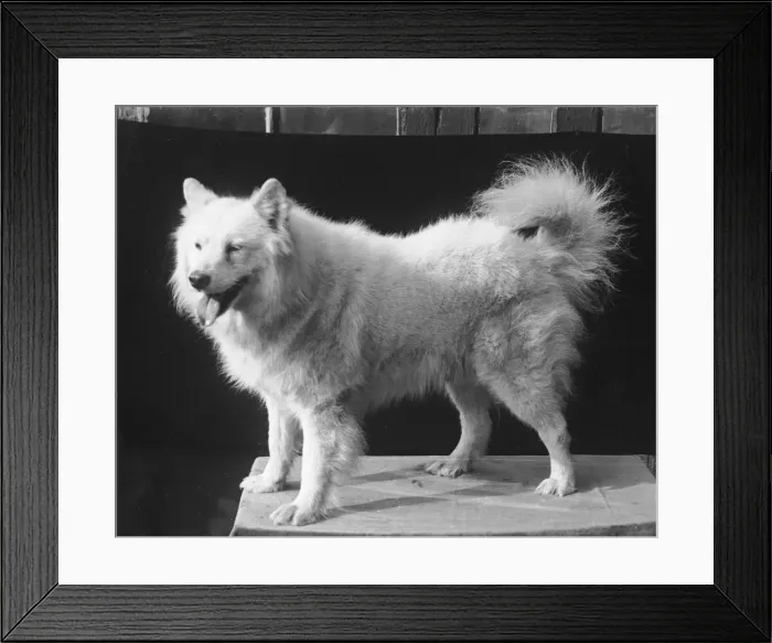 Framed Print : A Samoyed 1930S Framed Print : A Samoyed 1930S