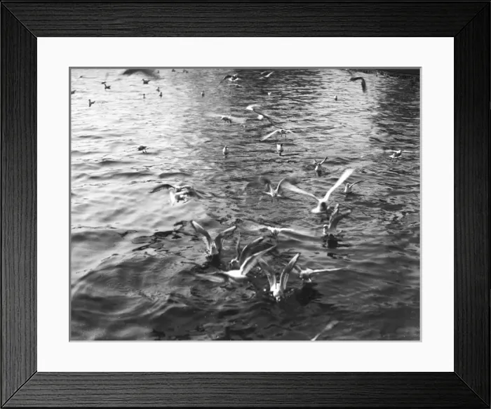 Framed Print : The Seagulls have Landed Framed Print : The Seagulls have Landed