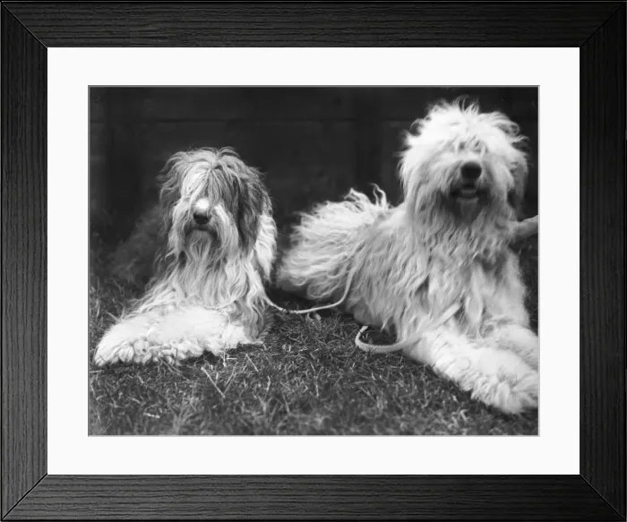 Framed Print : Old English Sheepdogs Framed Print : Old English Sheepdogs