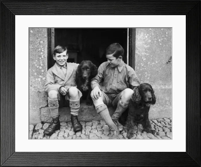 Framed Print : Boys and Spaniels Framed Print : Boys and Spaniels