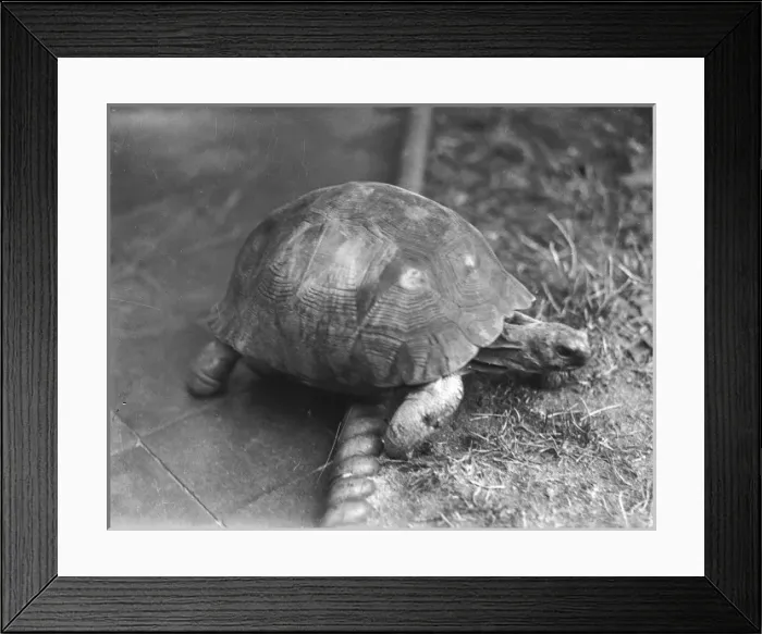 Framed Print : Tortoise & Rope Edging Framed Print : Tortoise & Rope Edging