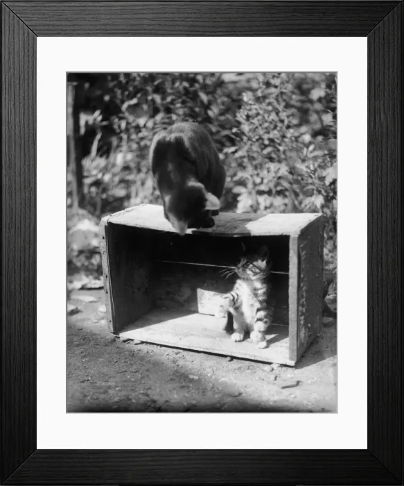 Framed Print : Cat and Kitten Framed Print : Cat and Kitten