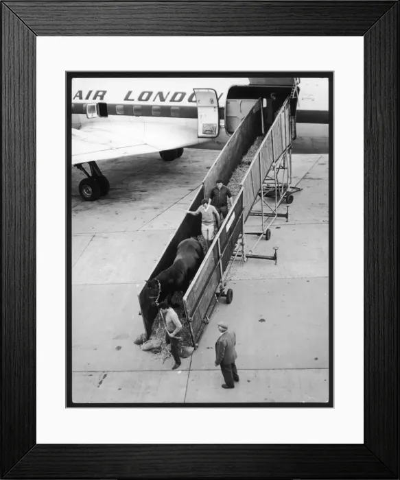 Framed Print : Unloading Race Horses Framed Print : Unloading Race Horses