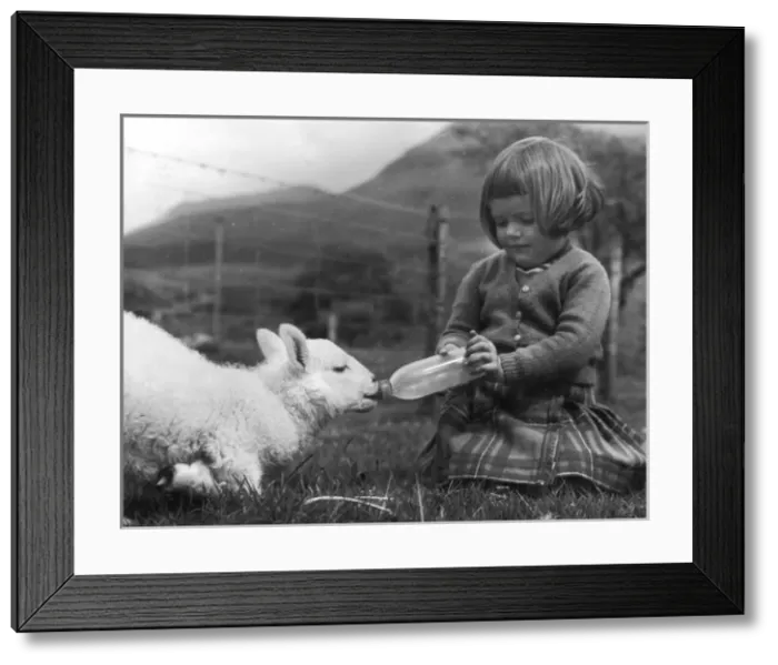 Framed Print : Girl Feeds Milk to Lamb Framed Print : Girl Feeds Milk to Lamb