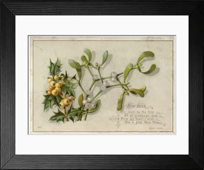 Framed Print : Sprig of Mistletoe Framed Print : Sprig of Mistletoe