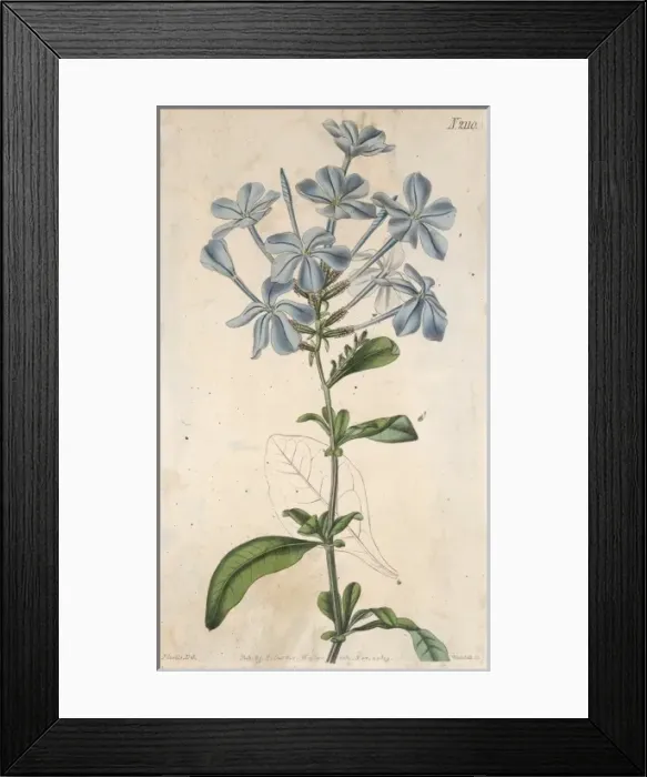 Framed Print : Plants / Plumbago / Curtis Framed Print : Plants / Plumbago / Curtis