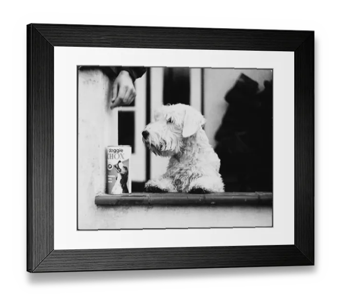 Framed Print : Sealyham & Doggy Chox Framed Print : Sealyham & Doggy Chox