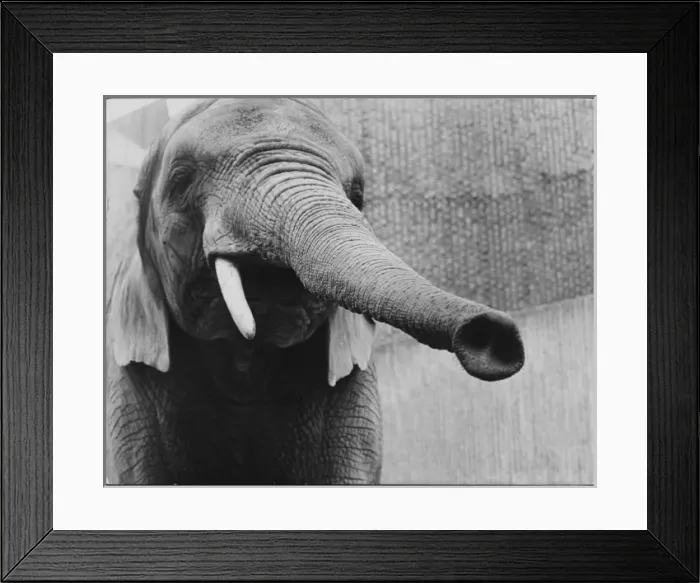 Framed Print : Elephants Trunk Framed Print : Elephants Trunk
