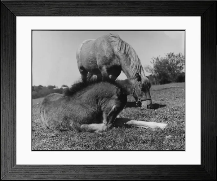 Framed Print : Welsh Pony and Foal Framed Print : Welsh Pony and Foal