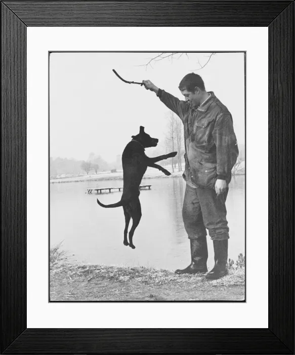 Framed Print : Jumping Dog and Stick Framed Print : Jumping Dog and Stick