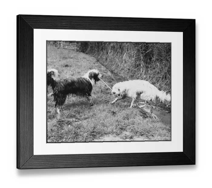 Framed Print : Bearded Collie Tussle Framed Print : Bearded Collie Tussle