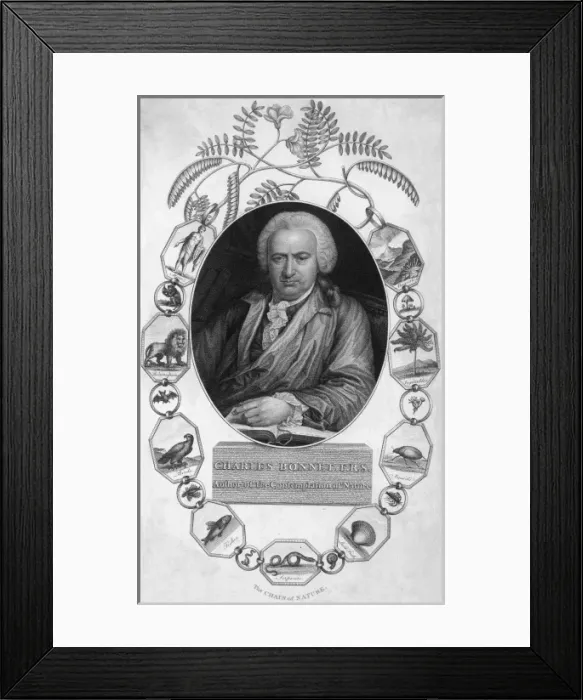 Framed Print : Charles Bonnet / Border Framed Print : Charles Bonnet / Border