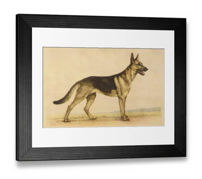 Framed Print : German Shepherd Dog Framed Print : German Shepherd Dog