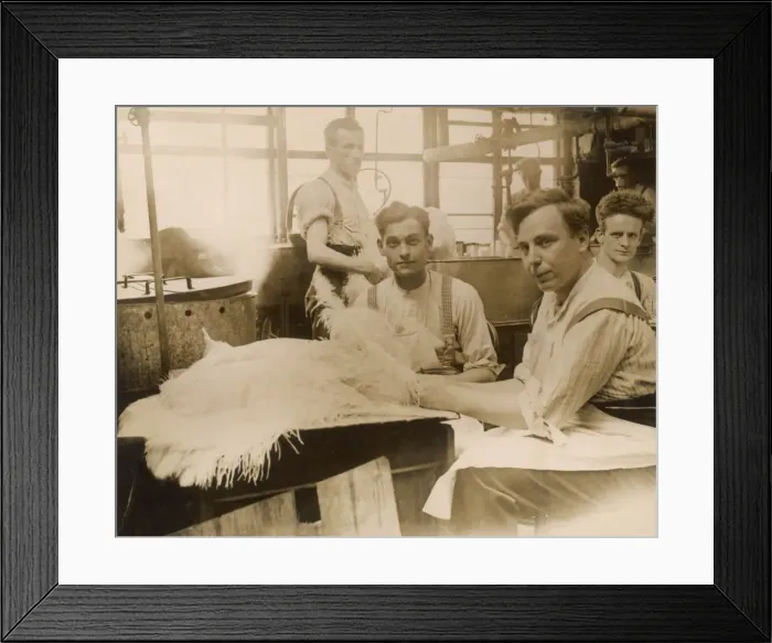 Framed Print : Ostrich Feather Making Framed Print : Ostrich Feather Making