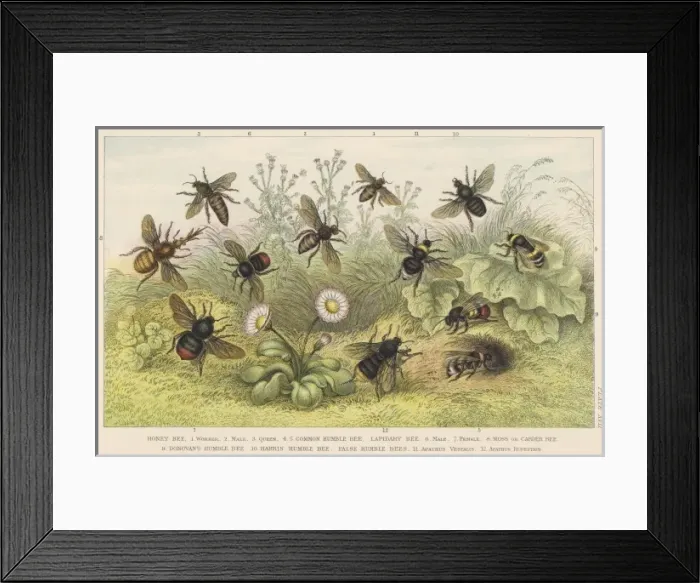 Framed Print : Various Bees Framed Print : Various Bees