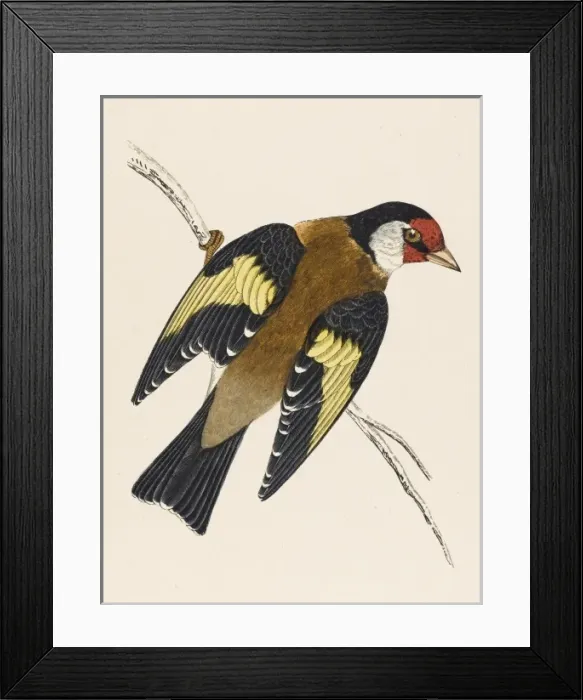 Framed Print : Goldfinch / Morris Framed Print : Goldfinch / Morris