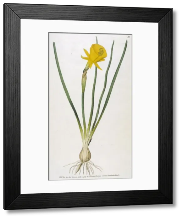 Framed Print : Plants / Narcissus / Curtis Framed Print : Plants / Narcissus / Curtis
