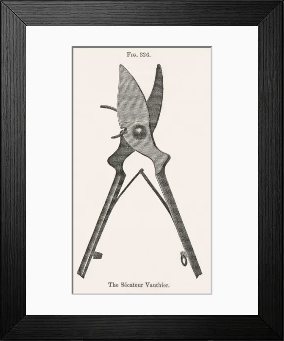 Framed Print : Gardening Secateur Framed Print : Gardening Secateur