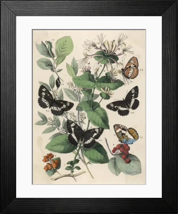Framed Print : Butterflies on Leaves Framed Print : Butterflies on Leaves
