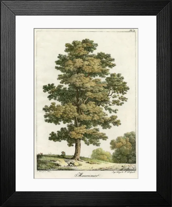 Framed Print : Sweet Chestnut Tree 1820 Framed Print : Sweet Chestnut Tree 1820