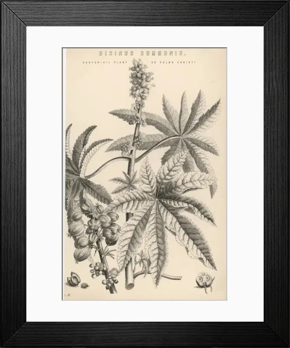 Framed Print : Plants / Ricinus Communis Framed Print : Plants / Ricinus Communis