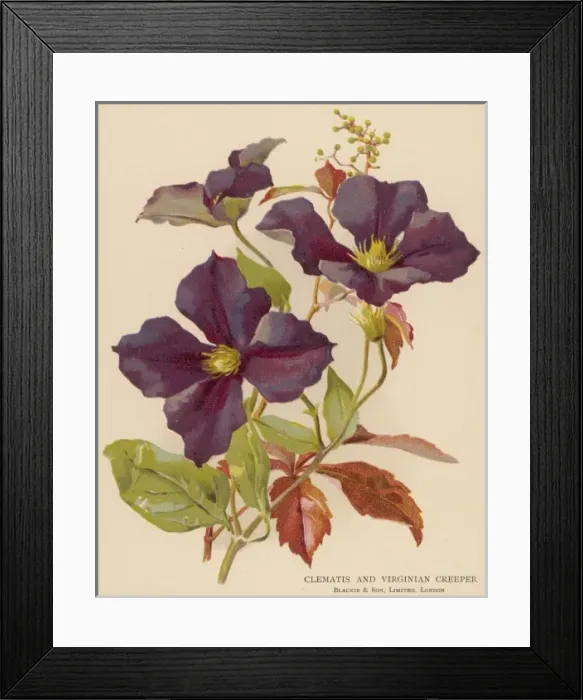 Framed Print : Clematis / Virginia Creep Framed Print : Clematis / Virginia Creep