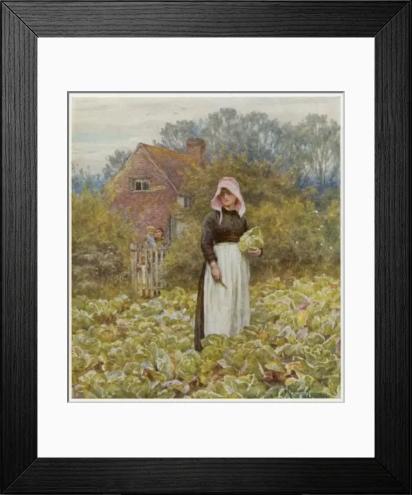 Framed Print : Cutting Cabbages / Allingh Framed Print : Cutting Cabbages / Allingh