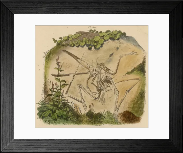 Framed Print : Pterodactyl Skeleton Framed Print : Pterodactyl Skeleton