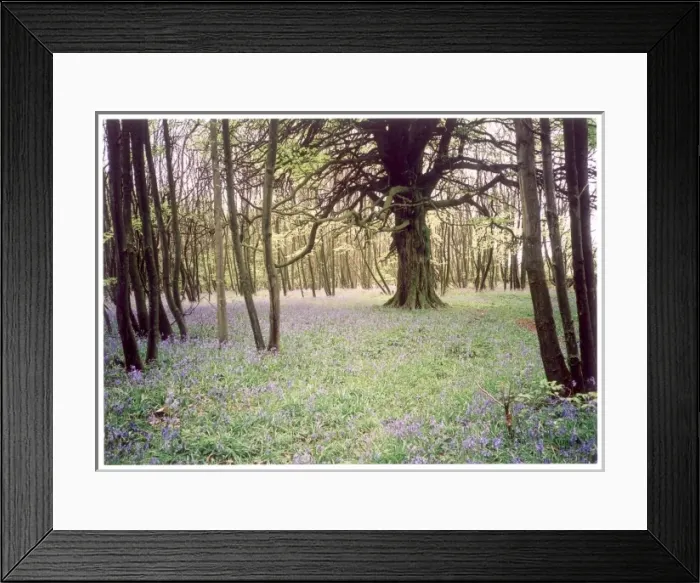 Framed Print : Kentish Bluebell Wood Framed Print : Kentish Bluebell Wood