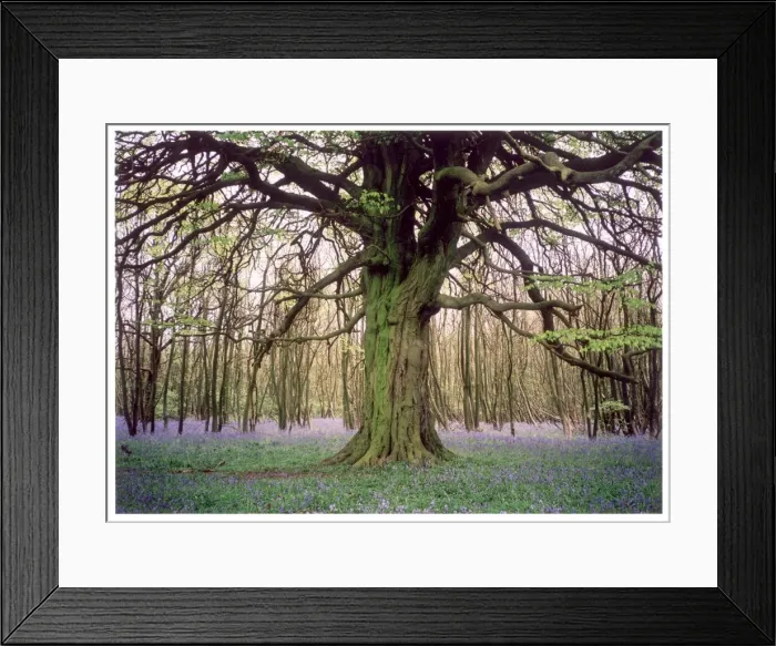 Framed Print : Kentish Bluebell Wood Framed Print : Kentish Bluebell Wood