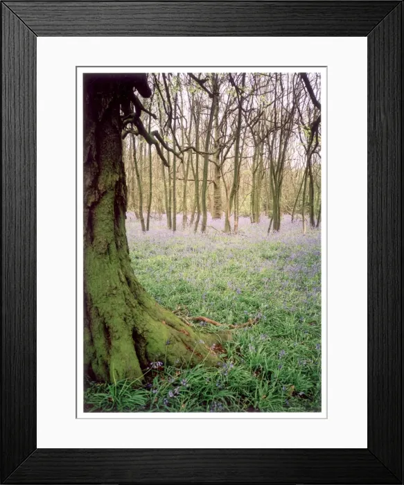 Framed Print : Kentish Bluebell Wood Framed Print : Kentish Bluebell Wood