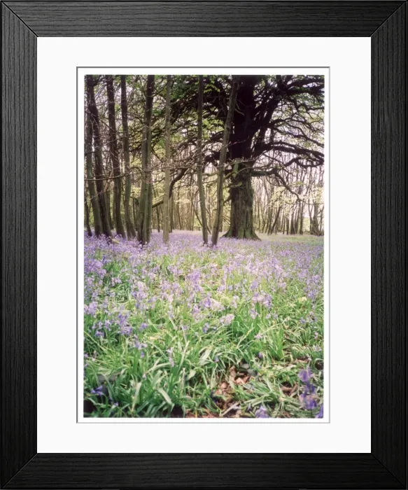 Framed Print : Kentish Bluebell Wood Framed Print : Kentish Bluebell Wood