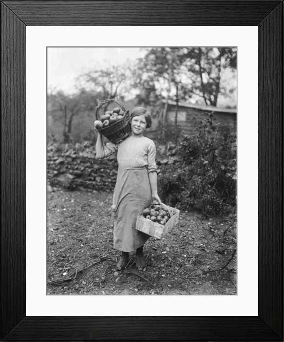 Framed Print : Baskets of Apples Framed Print : Baskets of Apples