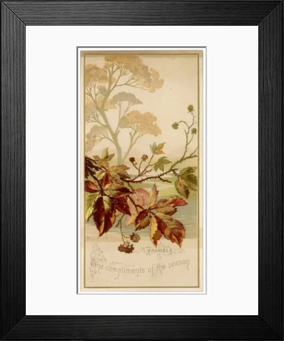 Framed Print : Autumn Leaves Framed Print : Autumn Leaves
