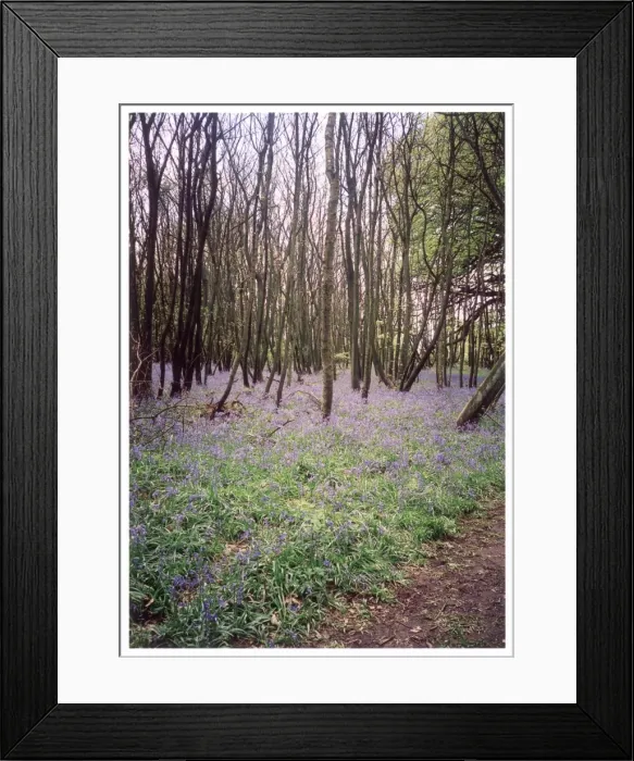 Framed Print : Kentish Bluebell Wood Framed Print : Kentish Bluebell Wood