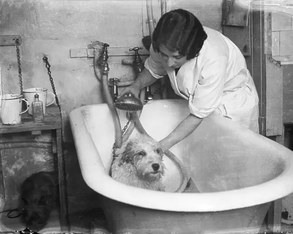 Bathing a Dog
