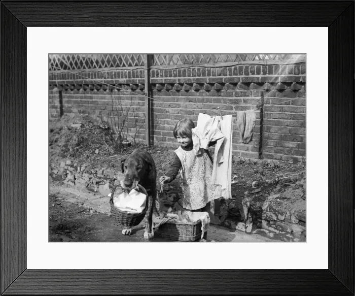 Framed Print : Doggy does Laundry Framed Print : Doggy does Laundry