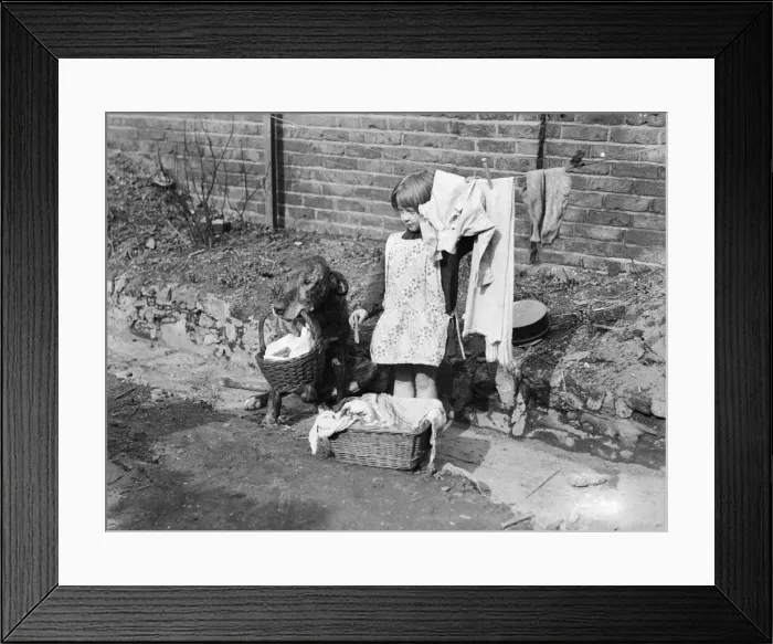 Framed Print : Doggy does Laundry Framed Print : Doggy does Laundry