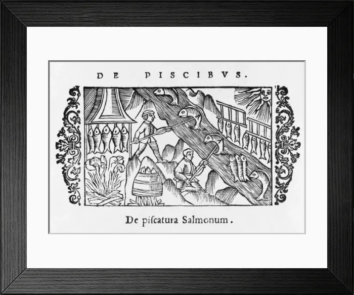 Framed Print : Salmon Fishing / Scandinav Framed Print : Salmon Fishing / Scandinav