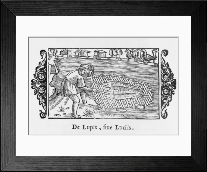 Framed Print : Catching Wolf-Fish / 1555 Framed Print : Catching Wolf-Fish / 1555