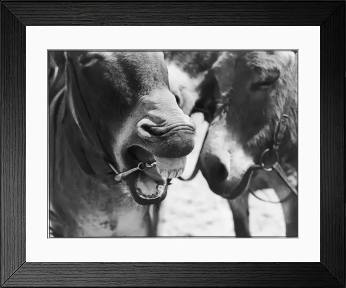 Framed Print : Laughing Donkey Framed Print : Laughing Donkey