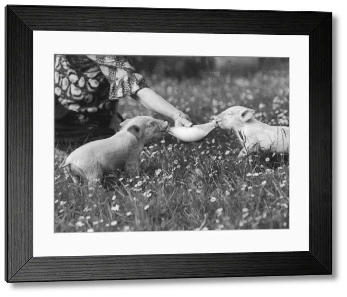 Framed Print : Hand-Rearing Piglets Framed Print : Hand-Rearing Piglets
