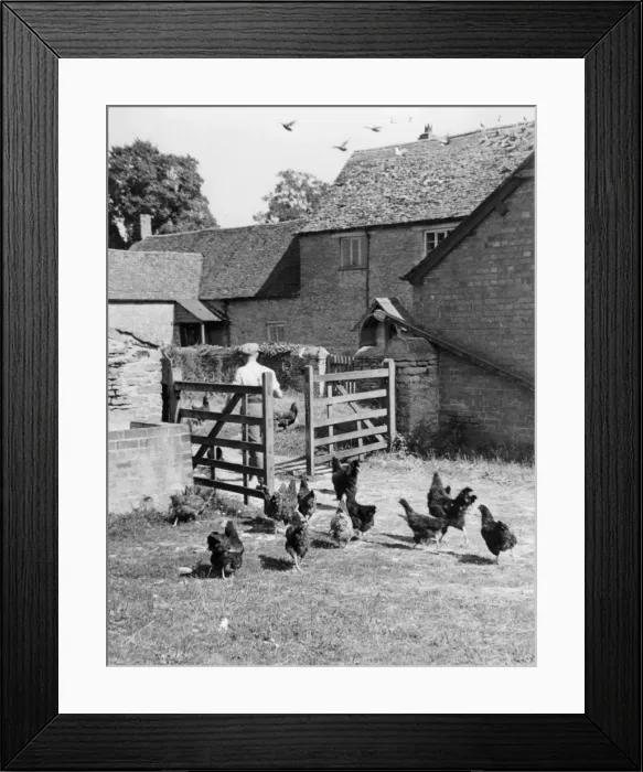 Framed Print : Farmyard Hens Framed Print : Farmyard Hens
