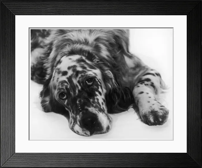 Framed Print : SETTER Framed Print : SETTER