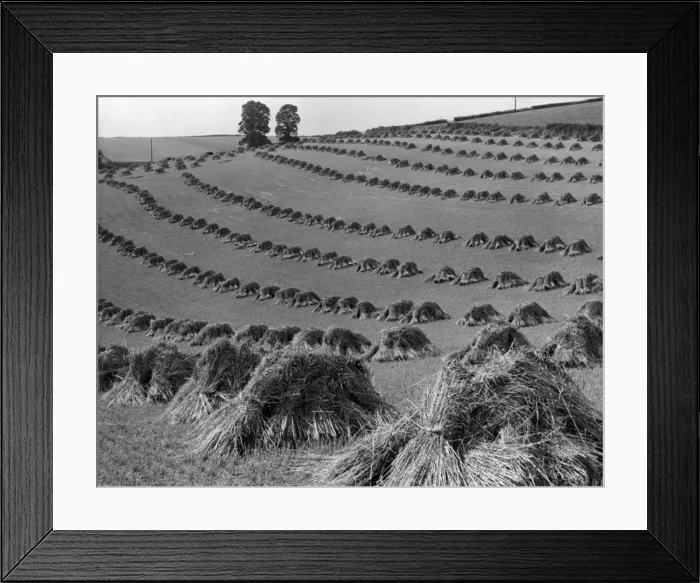Framed Print : Wheat Harvest Framed Print : Wheat Harvest